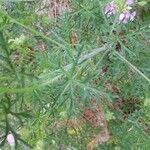 Malva moschata leaf picture by Vincent Thery (cc-by-sa)