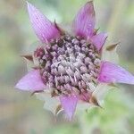 Xeranthemum inapertum flower picture by Ricardo Aperador Rubio (cc-by-sa)