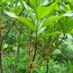 Myrica pensylvanica leaf picture by Pieter Verbrugghe (cc-by-sa)