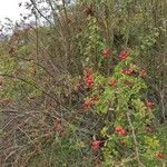 Rosa micrantha habit picture by Dieter Albrecht (cc-by-sa)