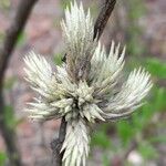 Tillandsia bryoides habit picture by Trap Hers (cc-by-sa)