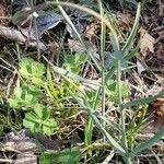 Fritillaria montana leaf picture by Giuliano Giacometti (cc-by-sa)