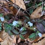 Rubus trivialis flower picture by Rick Snyder (cc-by-sa)