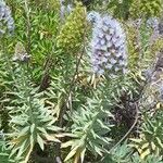 Echium candicans habit picture by Jean-Christophe Lombardo (cc-by-sa)