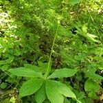 Medeola virginiana habit picture by Bianca Legault (cc-by-sa)