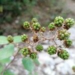 Rubus vestitus fruit picture by astrobio . exe (cc-by-sa)