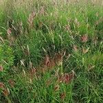 Tetrapogon roxburghiana habit picture by susan brown (cc-by-sa)