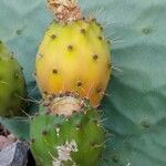 Opuntia ficus-indica fruit picture by Ricardo Lemaur (cc-by-sa)