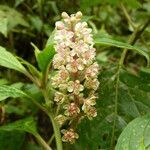 Phytolacca rugosa flower picture by Víquez Carazo Manuel (cc-by-sa)