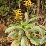 Digitalis canariensis habit picture by Szabolcs Frater (cc-by-sa)