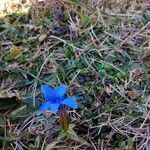 Gentiana sierrae flower picture by Alba Vela (cc-by-sa)