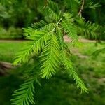 Taxodium distichum leaf picture by Ralph Hobby (cc-by-sa)