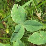 Trifolium hybridum leaf picture by Emanuele Santarelli (cc-by-sa)