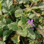 Erodium laciniatum leaf picture by Macías Celia (cc-by-sa)