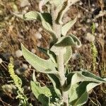 Verbascum niveum leaf picture by Davide Di Censo (cc-by-sa)