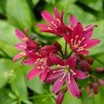 Clintonia andrewsiana flower picture by bill oconnor (cc-by-sa)