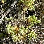 Lysimachia linum-stellatum habit picture by Llandrich anna (cc-by-sa)