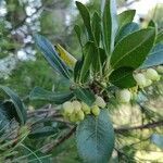 Arbutus andrachne flower picture by An Cristina (cc-by-sa)