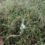 Spiranthes spiralis flower picture by Claude Mauline (cc-by-sa)