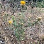 Centaurea ornata habit picture by Campoamor Ramon (cc-by-sa)