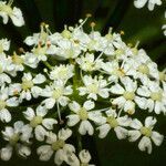 Chaerophyllum aromaticum flower picture by Andrzej Konstantynowicz (cc-by-sa)