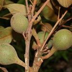 Pouteria filipes fruit picture by Nelson Zamora Villalobos (cc-by-nc)