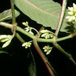 Hoffmannia arborescens flower picture by Nelson Zamora Villalobos (cc-by-nc)