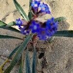 Anchusa calcarea flower picture by philippe amelot (cc-by-sa)