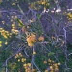 Acacia paradoxa flower picture by Janine Zschech (cc-by-sa)