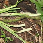 Monstera oreophila habit picture by Nelson Zamora Villalobos (cc-by-nc)