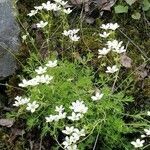 Saxifraga hypnoides flower picture by Bzzz Wa (cc-by-sa)