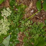 Cnidium silaifolium habit picture by Martin Bishop (cc-by-sa)