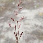 Agrostis vinealis flower picture by Peter V (cc-by-sa)