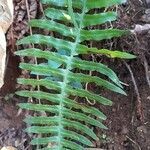 Blechnum austrobrasilianum leaf picture by Trap Hers (cc-by-sa)