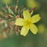 Lactuca viminea flower picture by Lugifa Lugifa (cc-by-sa)