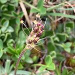 Plantago monosperma flower picture by Fabien Anthelme (cc-by-sa)