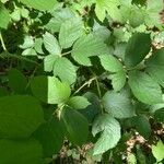 Rubus adscitus leaf picture by Charlie Grosman (cc-by-sa)