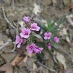 Arabis collina flower picture by Luca Borghesio (cc-by-sa)