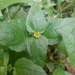 Calyptocarpus vialis flower picture by rakshith pawar (cc-by-sa)