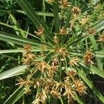 Cyperus papyrus flower picture by Romero Brais (cc-by-sa)