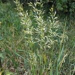 Trisetum flavescens habit picture by Sabina Hartmann (cc-by-sa)