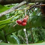 Anthurium gracile fruit picture by Gabriel Ollivier (cc-by-sa)