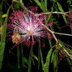 Calliandra magdalenae habit picture by Nelson Zamora Villalobos (cc-by-nc)