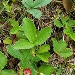 Fragaria virginiana leaf picture by eric whitman (cc-by-sa)