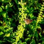 Ocimum basilicum flower picture by kristian binar (cc-by-sa)