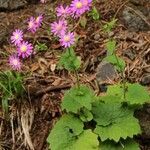 Pericallis tussilaginis (l'hér.) habit picture by Szabolcs Frater (cc-by-sa)