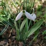 Galanthus elwesii habit picture by Zori 🌿🐝🌳 K (cc-by-sa)