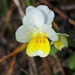 Viola hymettia flower picture by dimitris log (cc-by-sa)