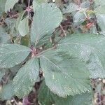 Rubus elegantispinosus leaf picture by Eric Favre (cc-by-sa)