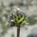 Globularia cordifolia fruit picture by Llandrich anna (cc-by-sa)